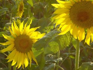 freeimages: sunflowers-1473965